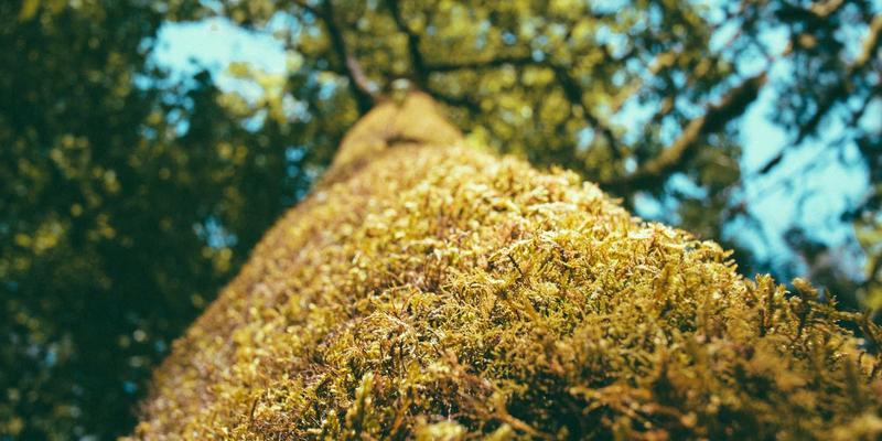 O3MR42时代：DNS管理与域名服务的核心技术咨询指南